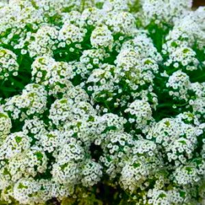 Снимок экрана 2024-02-18 181448